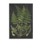 Stupell Industries Scientific Botanical Fern Drawing Wall Plaque Art